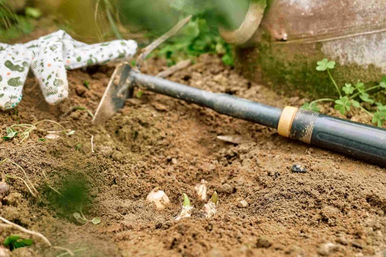 flower-bulbs-and-garden-tools-on-the-soil-in-the-f-2026-01-08-07-20-01-utc_11zon