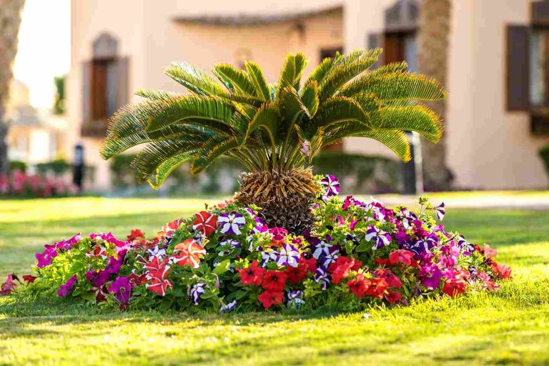 small-green-palm-tree-surrounded-with-bright-bloom-2026-01-06-09-53-27-utc_11zon